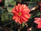 Dahlia D Red_3 